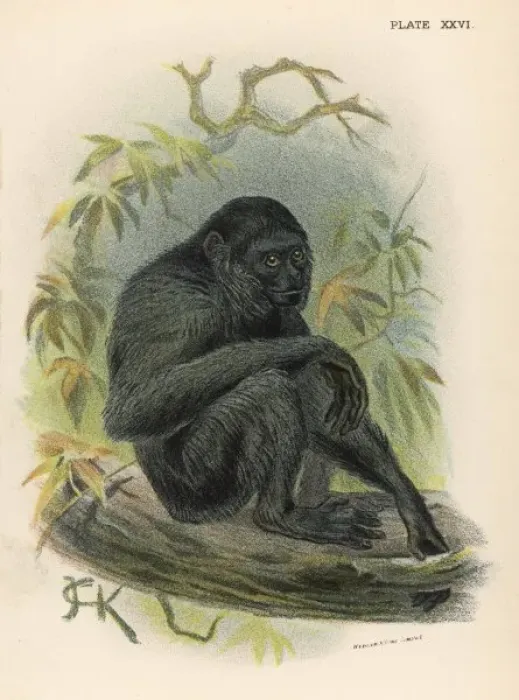 Framed Print : Siamang Monkey / Jck Framed Print : Siamang Monkey / Jck