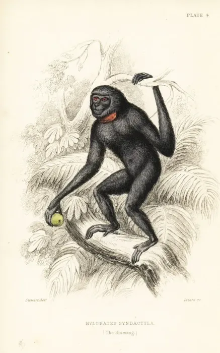 Framed Print : Siamang, Symphalangus syndactylus. Endangered Framed Print : Siamang, Symphalangus syndactylus. Endangered