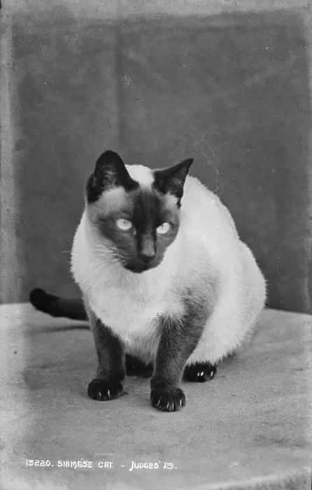 Framed Print : Siamese Cat Framed Print : Siamese Cat