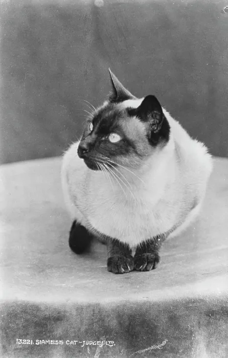 Framed Print : Siamese Cat Framed Print : Siamese Cat