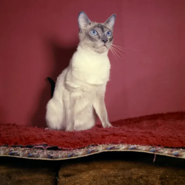 Framed Print : Siamese cat with red background Framed Print : Siamese cat with red background