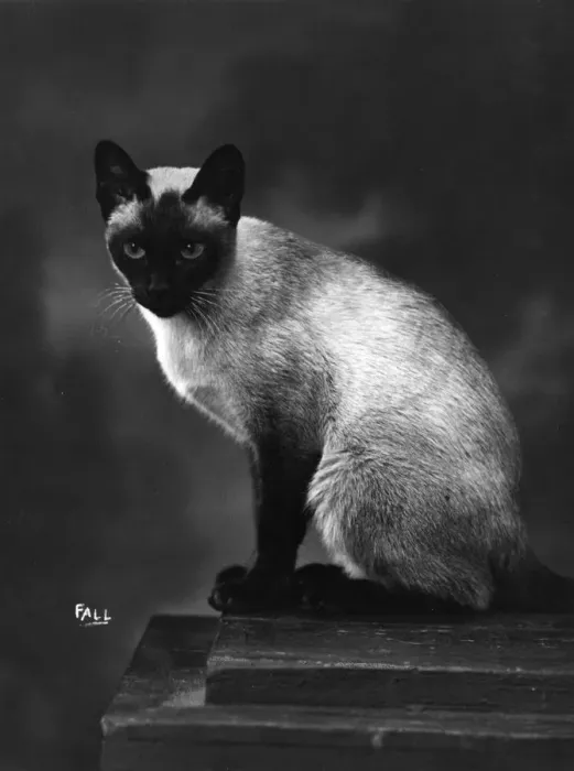 Framed Print : SIAMESE CAT SITS UPRIGHT Framed Print : SIAMESE CAT SITS UPRIGHT