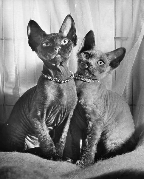 Two Siamese cats