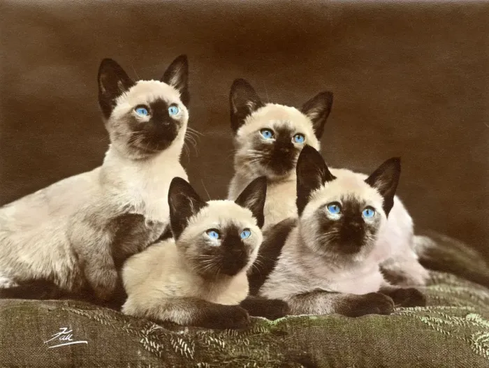 Framed Print : FOUR SIAMESE CATS (COL. ) Framed Print : FOUR SIAMESE CATS (COL. )