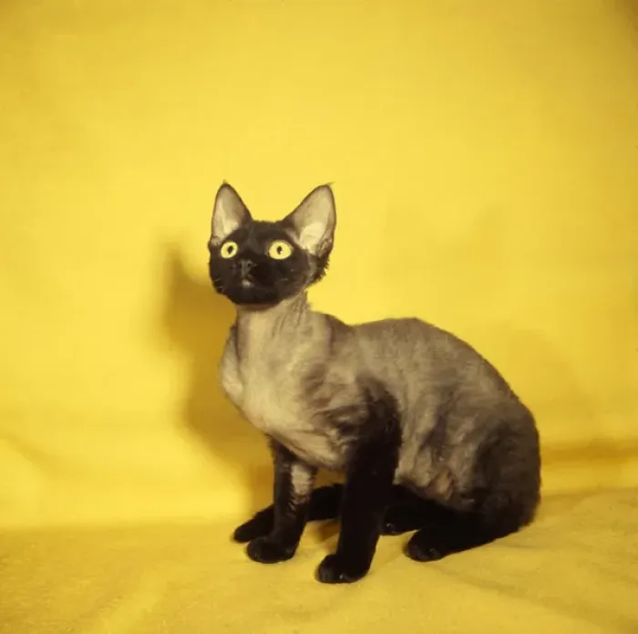 Framed Print : Siamese kitten with yellow background Framed Print : Siamese kitten with yellow background