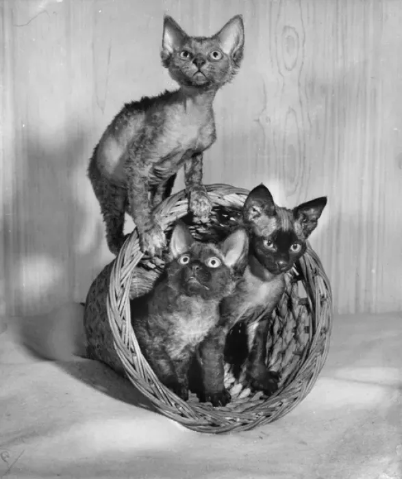 Framed Print : Three Siamese kittens with wastepaper basket Framed Print : Three Siamese kittens with wastepaper basket