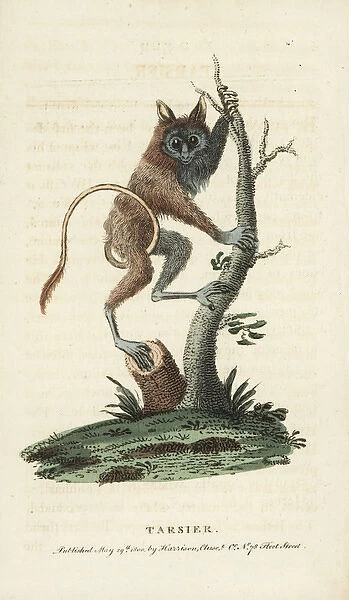 Siau Island tarsier, Tarsius tumpara