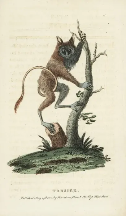 Framed Print : Siau Island tarsier, Tarsius tumpara Framed Print : Siau Island tarsier, Tarsius tumpara
