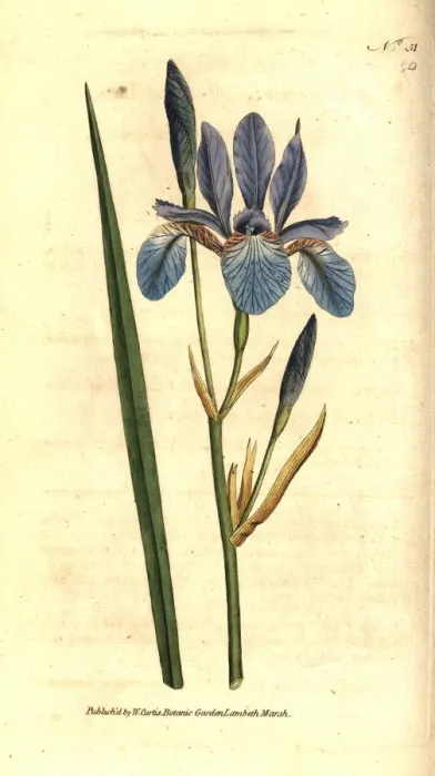 Framed Print : Siberian iris, Iris sibirica Framed Print : Siberian iris, Iris sibirica