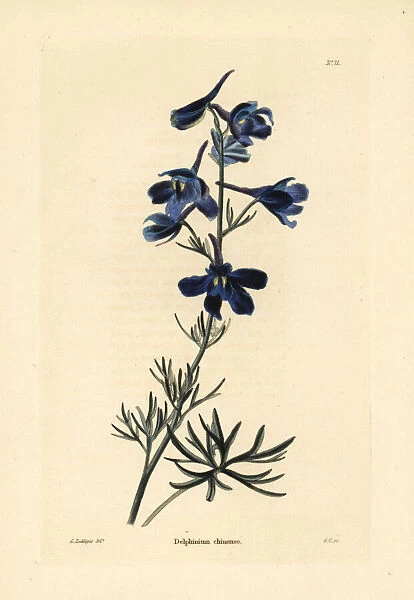 Siberian larkspur, Delphinium grandiflorum