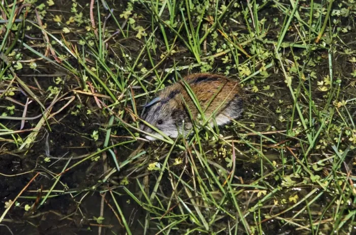Framed Print : Siberian Lemming - adult crosses a puddle (Lemmings Framed Print : Siberian Lemming - adult crosses a puddle (Lemmings