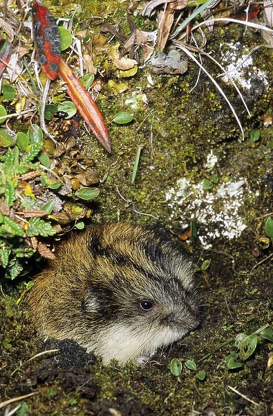 Siberian Lemming - adult at the entrance of its burrow
