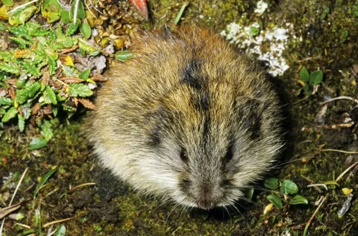 Framed Print : Siberian Lemming - adult near its burrow in tundra Framed Print : Siberian Lemming - adult near its burrow in tundra