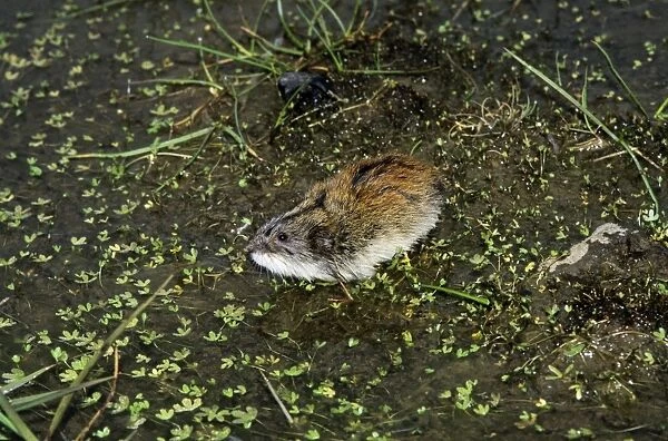 Siberian Lemming - adult sniffs air prior to crossing