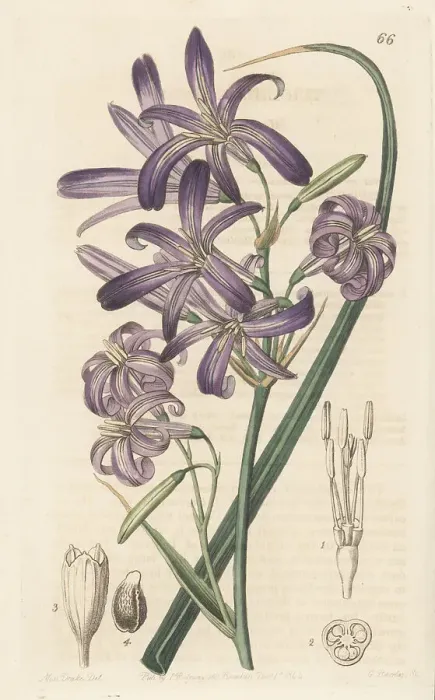 Framed Print : Siberian lily, Ixiolirion tataricum Framed Print : Siberian lily, Ixiolirion tataricum