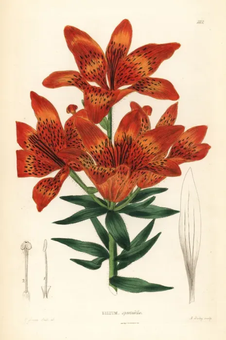 Framed Print : Siberian lily, Lilium pensylvanicum Framed Print : Siberian lily, Lilium pensylvanicum