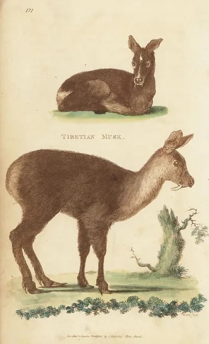 Framed Print : Siberian musk deer or ciervo, Moschus moschiferus Framed Print : Siberian musk deer or ciervo, Moschus moschiferus