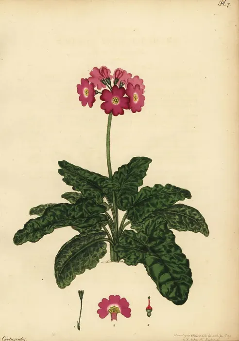 Framed Print : Siberian primrose, Primula cortusoides Framed Print : Siberian primrose, Primula cortusoides
