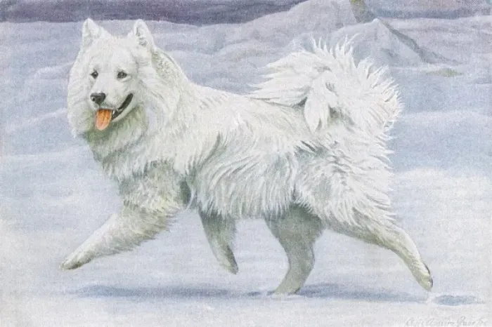 Framed Print : Siberian Reindeer Dog or Samoyed Framed Print : Siberian Reindeer Dog or Samoyed