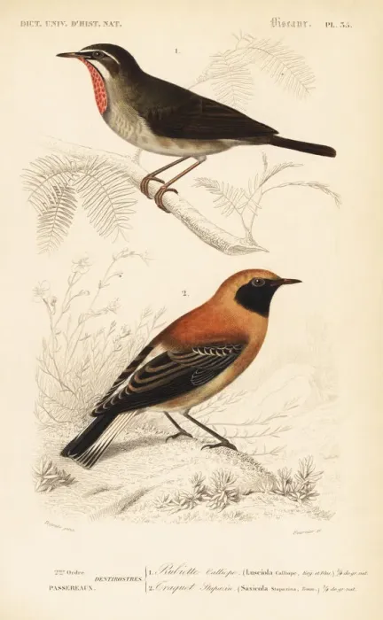 Framed Print : Siberian rubythroat and black-eared wheatear morph
