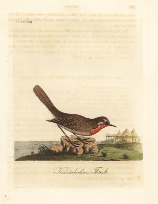 Framed Print : Siberian rubythroat, Luscinia calliope Framed Print : Siberian rubythroat, Luscinia calliope