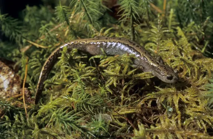 Framed Print : Siberian Salamander - adult; rare but typical in Framed Print : Siberian Salamander - adult; rare but typical in