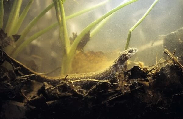 Siberian Salamander - Adult; rare but typical in