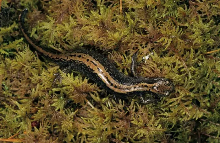 Framed Print : Siberian Salamander - Adult; rare but typical in Framed Print : Siberian Salamander - Adult; rare but typical in