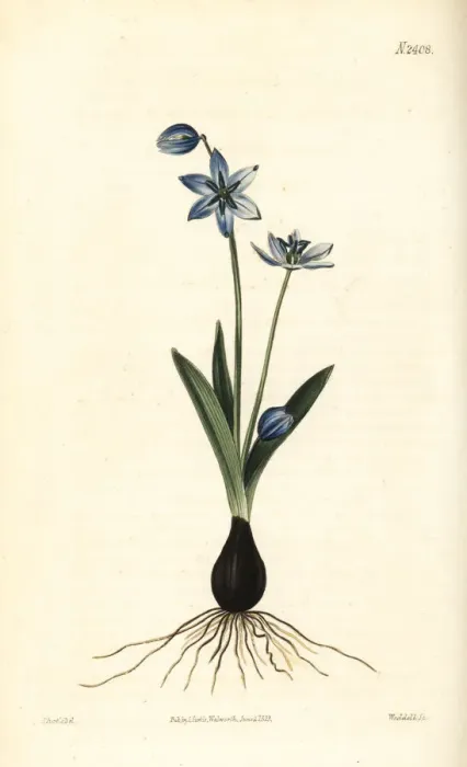 Framed Print : Siberian squill or wood squill, Scilla siberica Framed Print : Siberian squill or wood squill, Scilla siberica