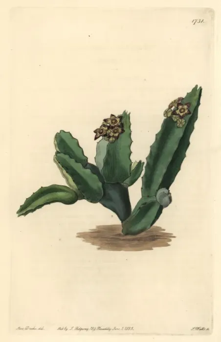 Framed Print : Sicilian stapelia, Caralluma europaea Framed Print : Sicilian stapelia, Caralluma europaea