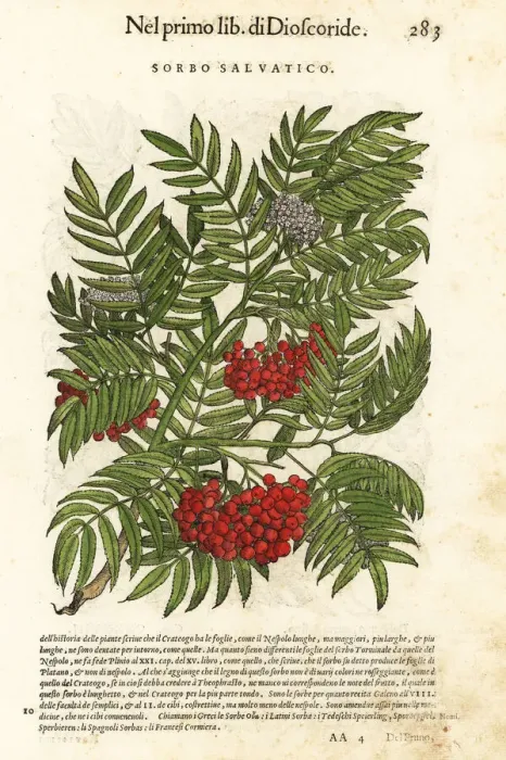 Framed Print : Sicilian sumac or tanners sumach, Rhus coriaria Framed Print : Sicilian sumac or tanners sumach, Rhus coriaria