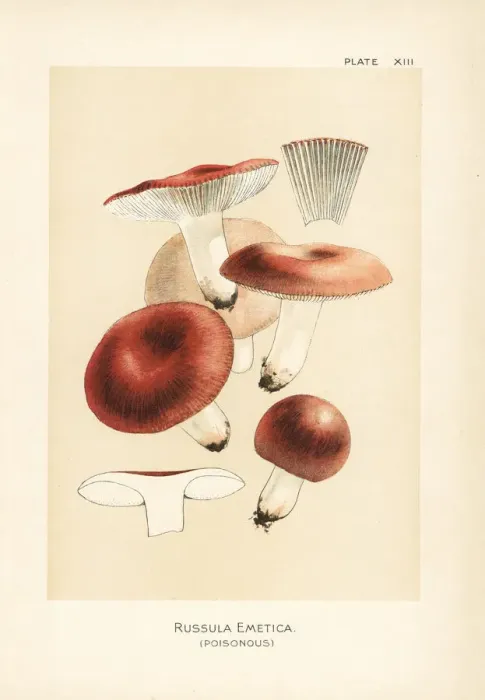 Framed Print : The sickener, Russula emetica Framed Print : The sickener, Russula emetica