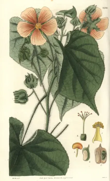 Framed Print : Sida mollis, soft-leaved sida with pale-orange