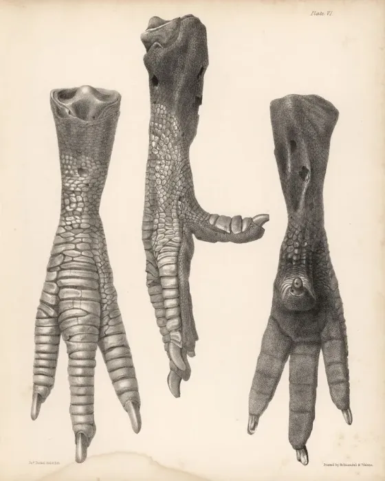 Framed Print : Side, front and back of the leg of a dodo Framed Print : Side, front and back of the leg of a dodo