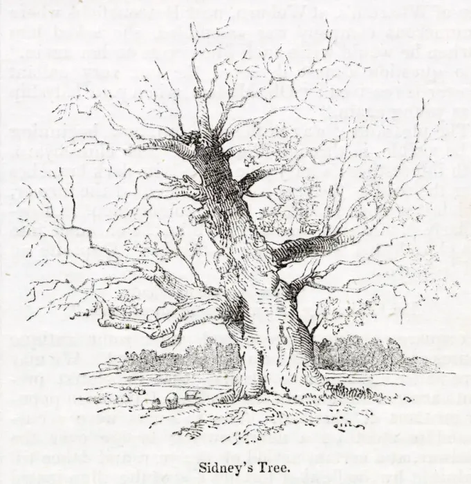 Framed Print : Sidneys oak tree at Penshurst, Tonbridge, Kent Framed Print : Sidneys oak tree at Penshurst, Tonbridge, Kent