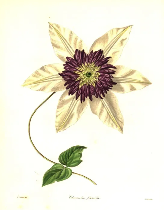 Framed Print : Siebolds clematis, Clematis florida Framed Print : Siebolds clematis, Clematis florida