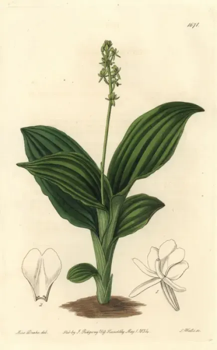 Framed Print : Sierra Leone liparis orchid, Liparis nervosa subsp nervosa Framed Print : Sierra Leone liparis orchid, Liparis nervosa subsp nervosa