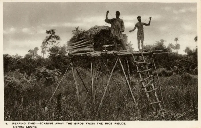 Framed Print : Sierra Leone, West Africa - Raised Shelters - Boy Scarecrows Framed Print : Sierra Leone, West Africa - Raised Shelters - Boy Scarecrows