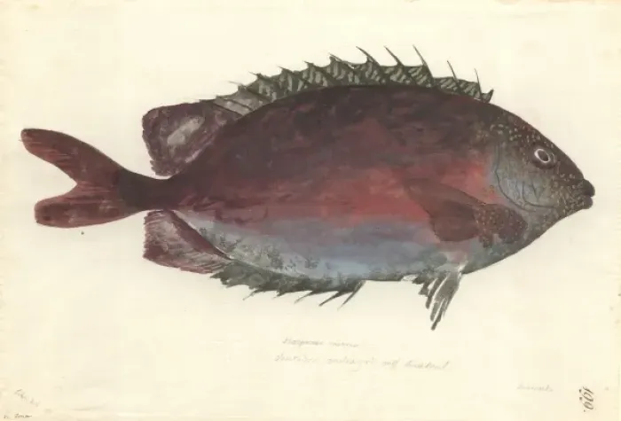 Framed Print : Siganus punctatus, goldspotted spinefoot Framed Print : Siganus punctatus, goldspotted spinefoot
