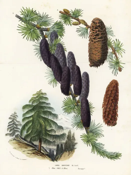 Framed Print : Sikkim larch, Larix griffithii Framed Print : Sikkim larch, Larix griffithii