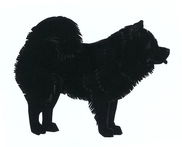 Silhouette of a chow chow
