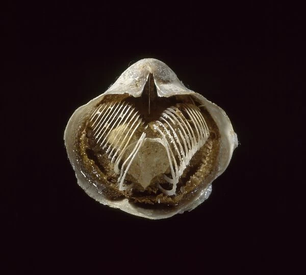 Silicified brachiopod