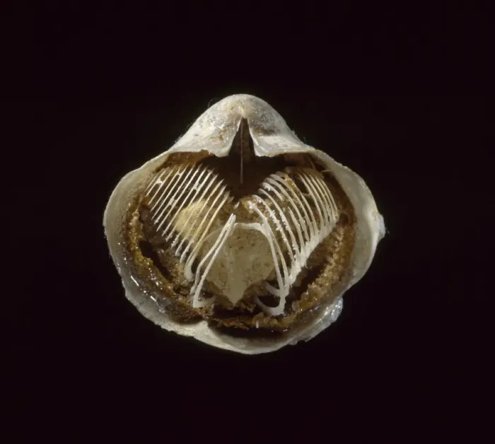 Framed Print : Silicified brachiopod Framed Print : Silicified brachiopod