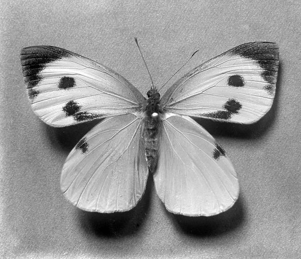 Silk Butterfly