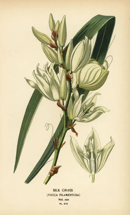 Framed Print : Silk grass, Yucca filamentosa Framed Print : Silk grass, Yucca filamentosa
