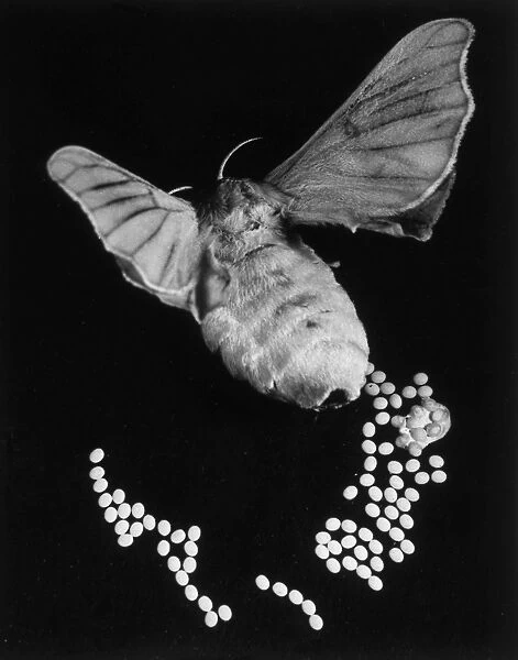 A Silk Moth. A silk moth rfom Lullingstone silk farm in Kent, Britain. Date: 1950 s