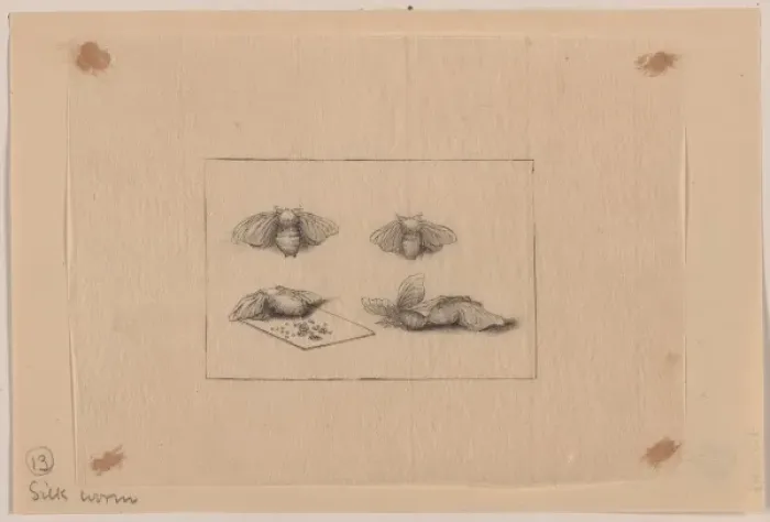 Framed Print : Silk worm. Drawing shows a silkworm moth at various stages of reproduction. Date 1878? Framed Print : Silk worm. Drawing shows a silkworm moth at various stages of reproduction. Date 1878?