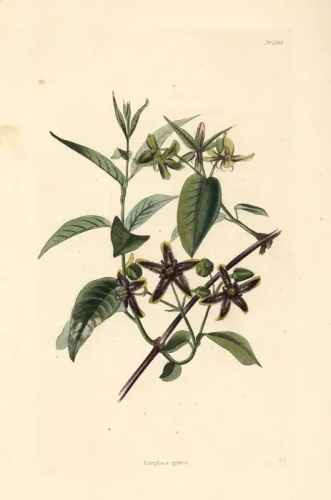 Framed Print : Silkvine, Periploca graeca Framed Print : Silkvine, Periploca graeca