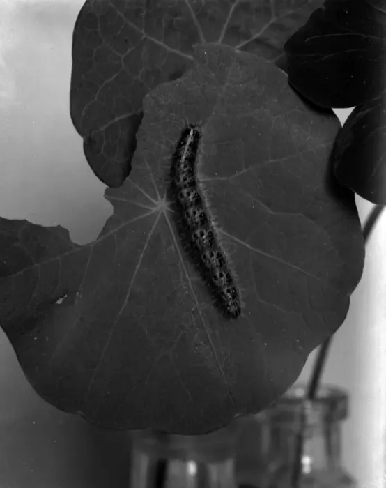 Framed Print : Silkworm Caterpillar Framed Print : Silkworm Caterpillar