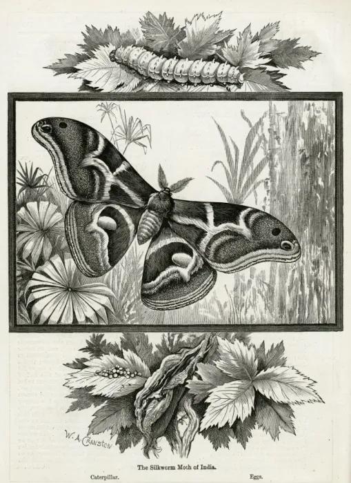 Framed Print : The silkworm moth of India Framed Print : The silkworm moth of India